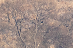Haliaeetus pelagicus