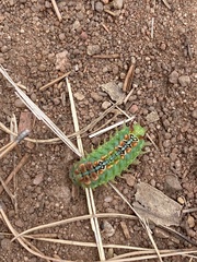 Doratifera quadriguttata