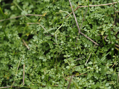 Limnanthes macounii