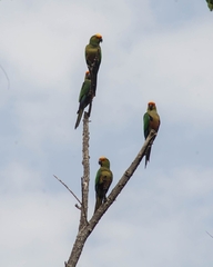Aratinga auricapillus
