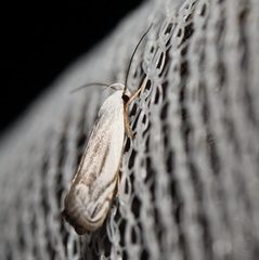 Plectophila micradelpha