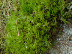 Dicranum fuscescens