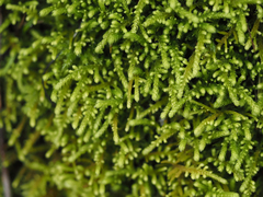 Claopodium bolanderi
