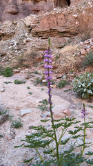 Lupinus arizonicus