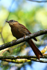 Anabacerthia lichtensteini