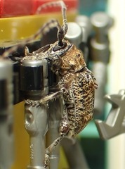 Prosoplus bankii
