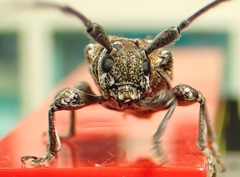 Prosoplus bankii