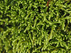 Claopodium bolanderi