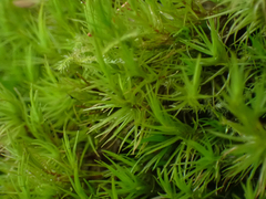 Dicranum fuscescens