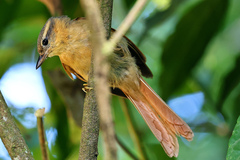 Anabacerthia lichtensteini