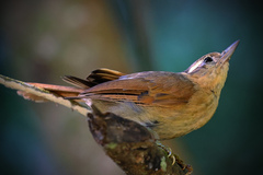 Anabacerthia lichtensteini