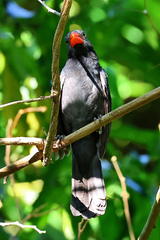 Saltator fuliginosus