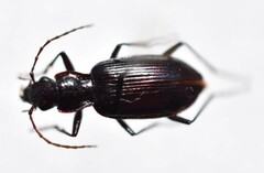 Platyninae