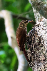 Xiphorhynchus fuscus