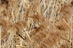 Emberiza