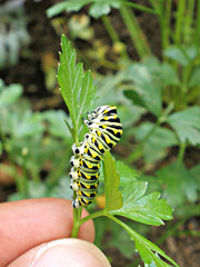 Papilio polyxenes