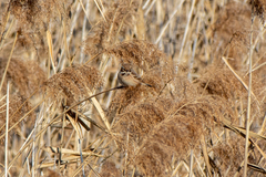 Emberiza