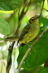 Phylloscartes oustaleti