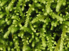 Claopodium bolanderi