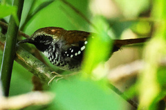 Myrmoderus squamosus