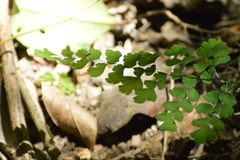 Adiantum concinnum