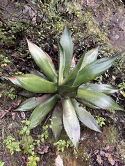Agave