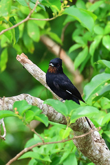 Knipolegus nigerrimus