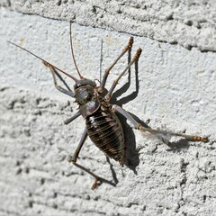 Acanthoplus discoidalis