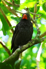 Saltator fuliginosus