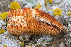 Acantholithodes hispidus