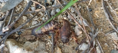 Gryllotalpa gryllotalpa