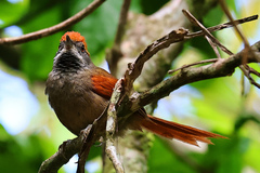 Synallaxis ruficapilla