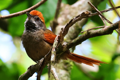 Synallaxis ruficapilla