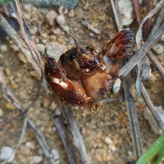 Gryllotalpa gryllotalpa