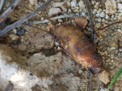 Gryllotalpa gryllotalpa
