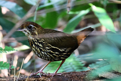 Chamaeza campanisona