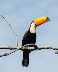 Ramphastos toco