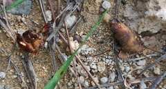 Gryllotalpa gryllotalpa