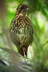 Chamaeza campanisona