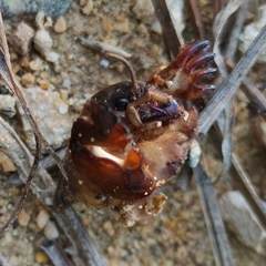 Gryllotalpa gryllotalpa