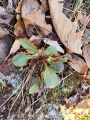 Packera obovata