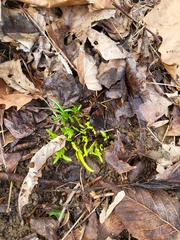 Ornithogalum nutans