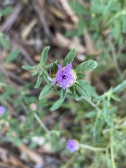 Centratherum riparium