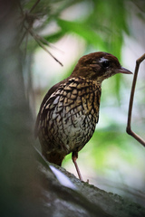 Chamaeza campanisona