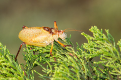 Paracyrtophyllus robustus