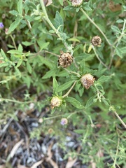 Centratherum riparium