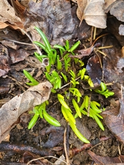 Ornithogalum nutans