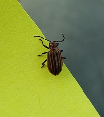 Neolochmaea dilatipennis