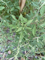 Centratherum riparium