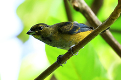 Euphonia pectoralis